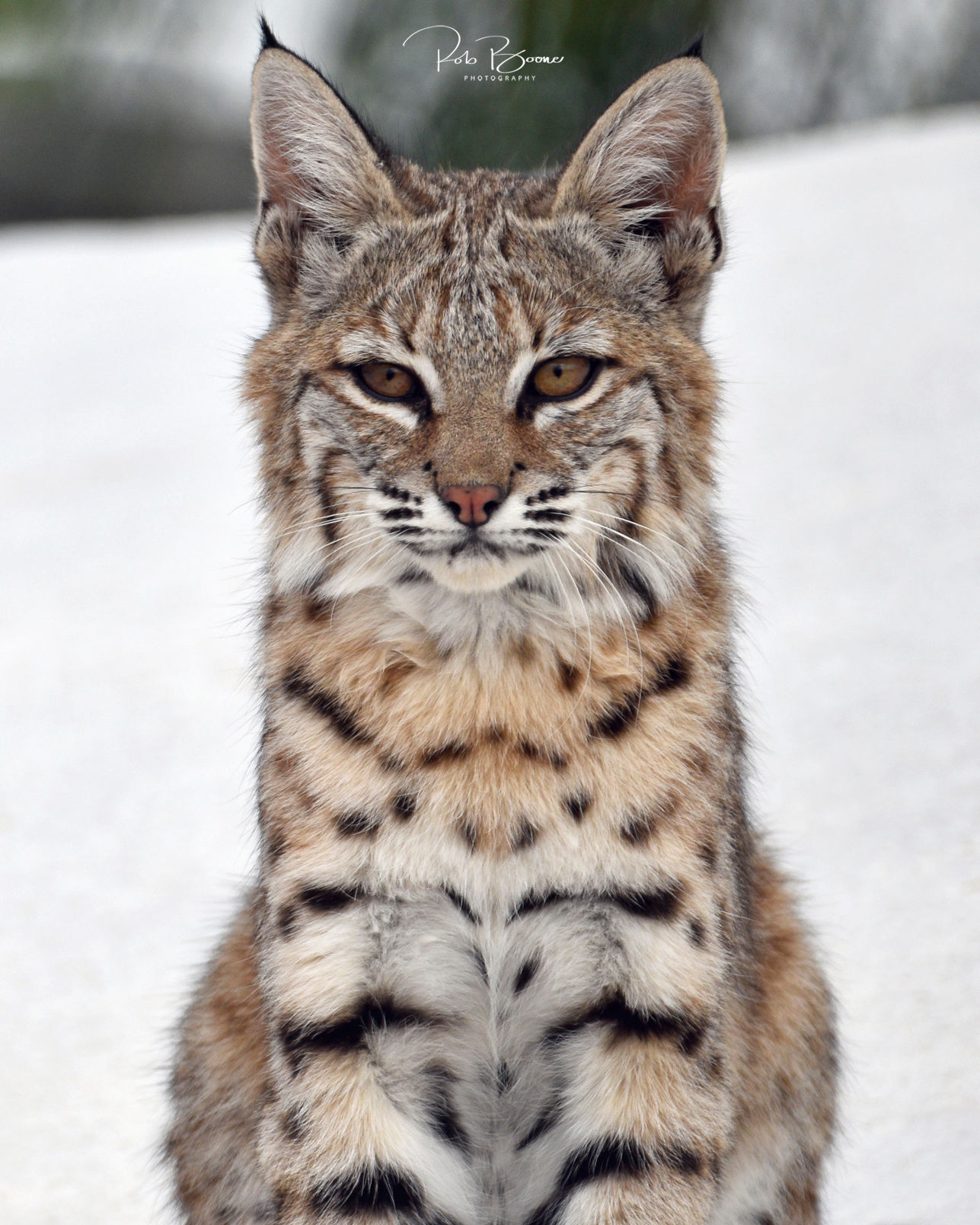 Bobcat on the roof
